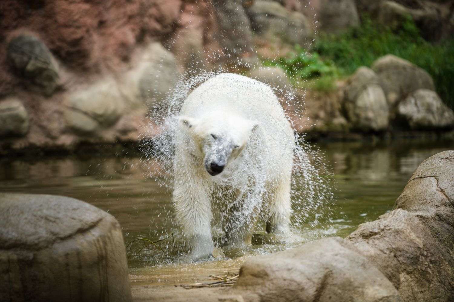 A polar bear shakes a great arc of water off its fur at the edge of the enclosure pool.