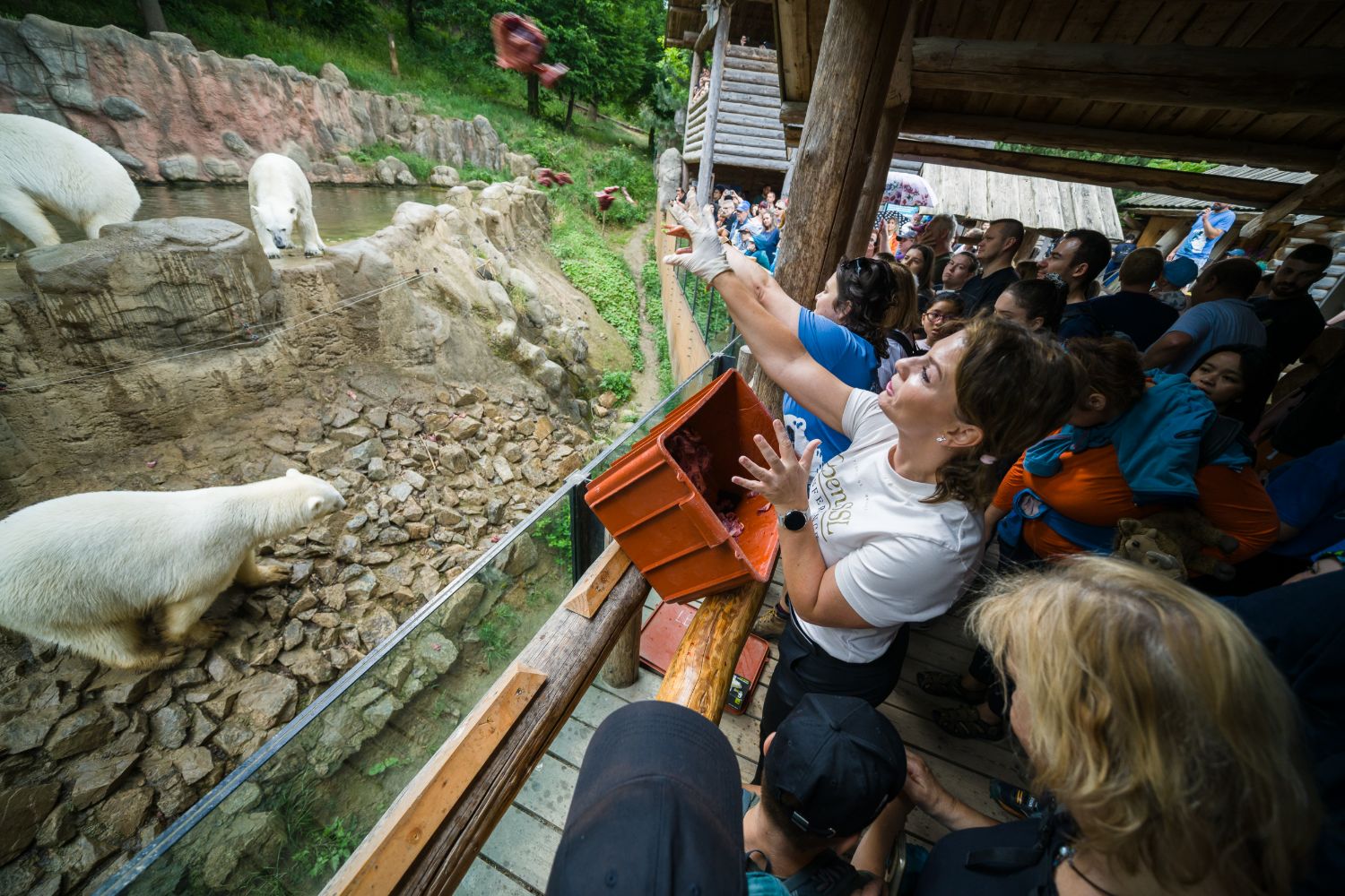 Lenka, in an OpenSSL t-shirt, tips an orange feeding chute over the enclosure rail as two polar bears wait below and the crowd watches.