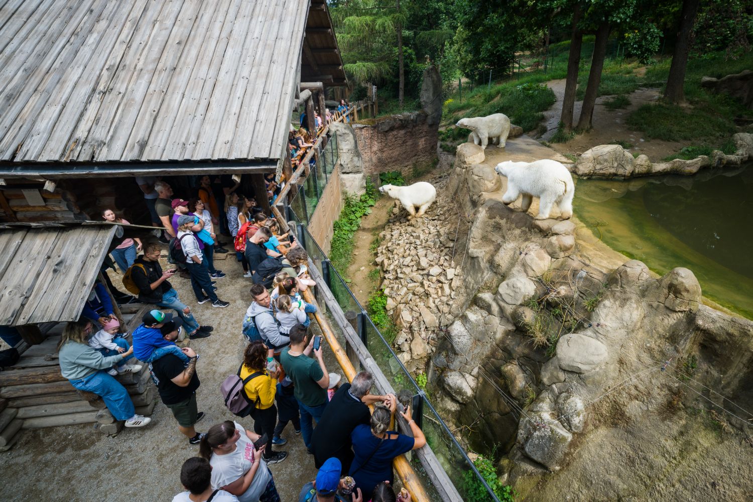 Crowds line the wooden railing of the Beringia enclosure at Zoo Brno, watching two polar bears on the rocks beside the water.