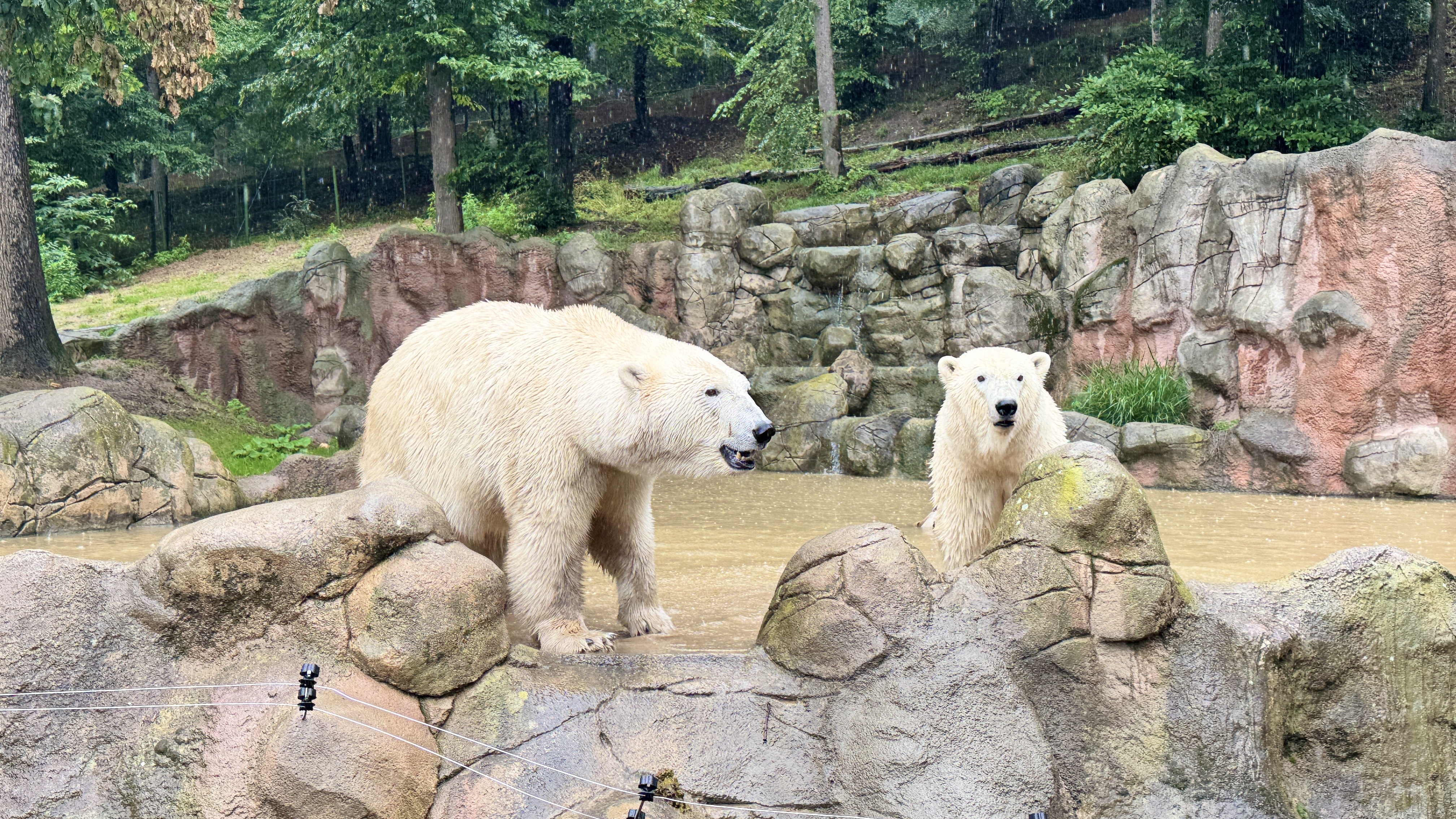 Anna and Elsa are enjoying their new enclosure
