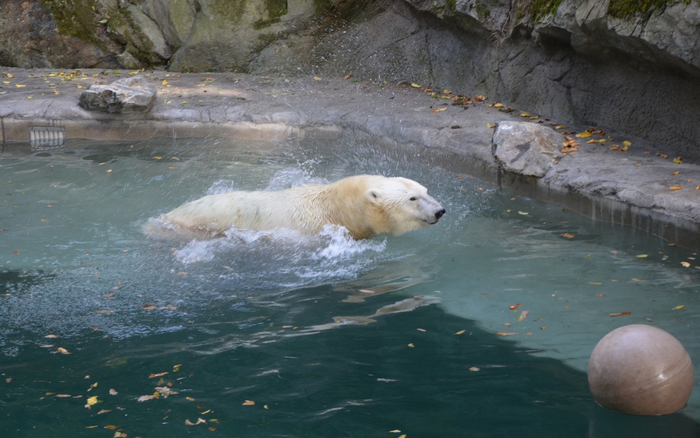 Cora enjoying the pool in the renovated enclosure Beringia